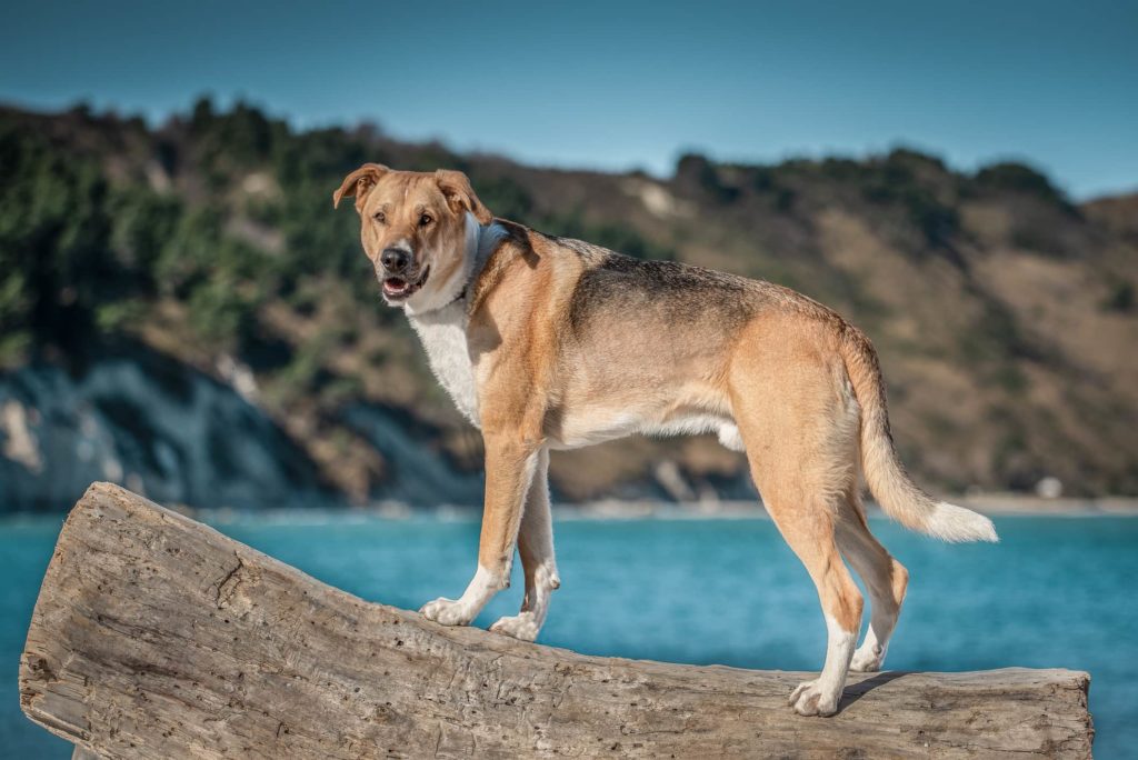 fotografo cani milano monza cane sopra il tronco