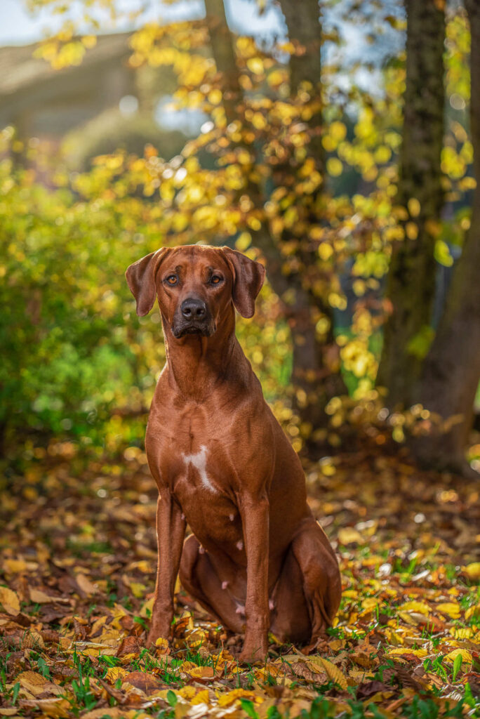 rhodesian ridgeback fotografo cani ritratto giardino foliage