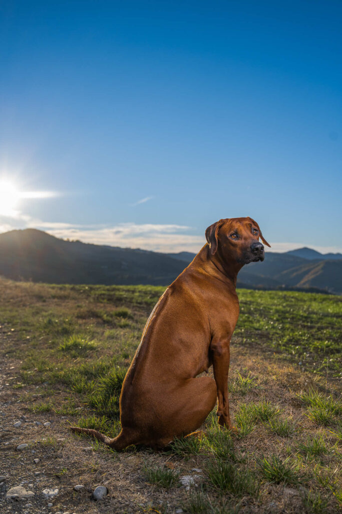 fotografo cani rhodesian ridgeback milano